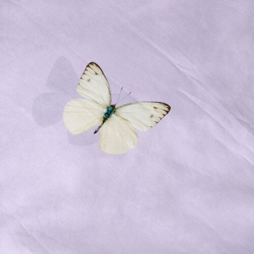 Snurk Butterfly Lilac dekbedovertrek-240x200/220 cm