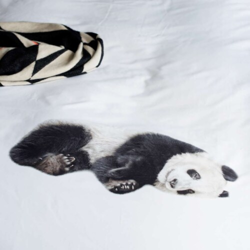 Snurk Lazy Panda dekbedovertrek-140x200/220 cm-Katoen
